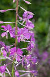 Fireweed